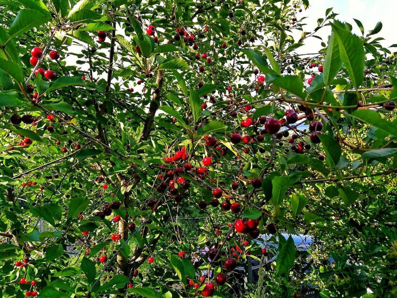 Paradise Garden